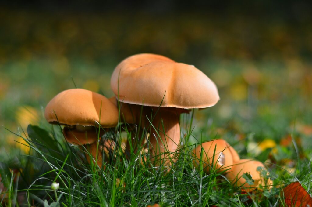 Contrôle des champignons