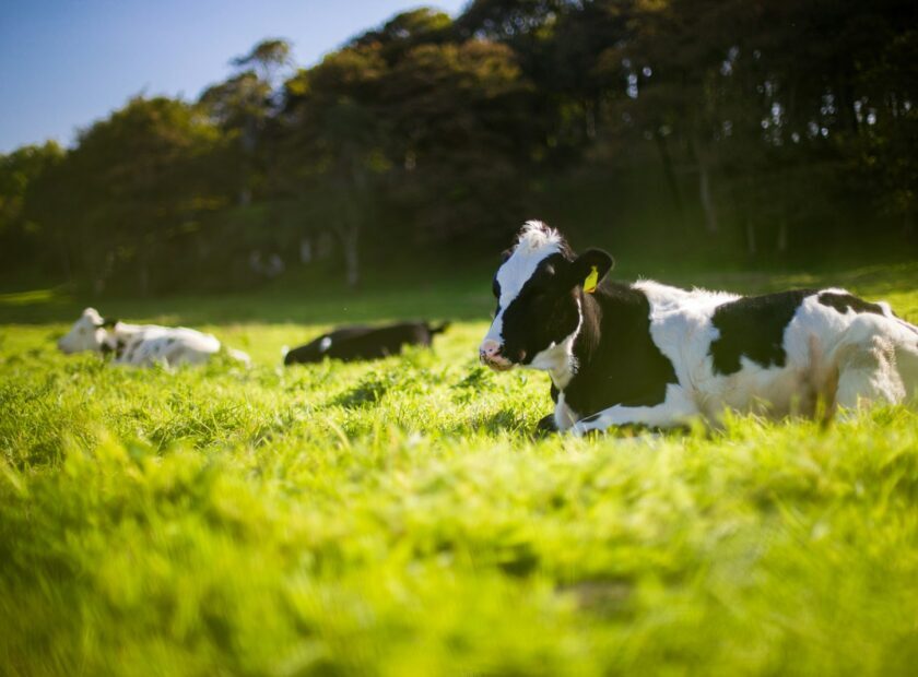 three black and white Angus cattle on green grass during day