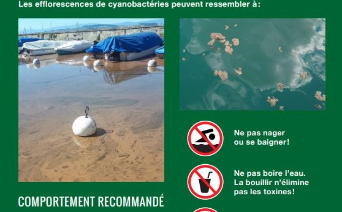 Cyanobactérie