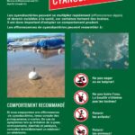 Prolifération de cyanobactéries dans les lacs