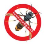 Frelon asiatique - détection et signalement
