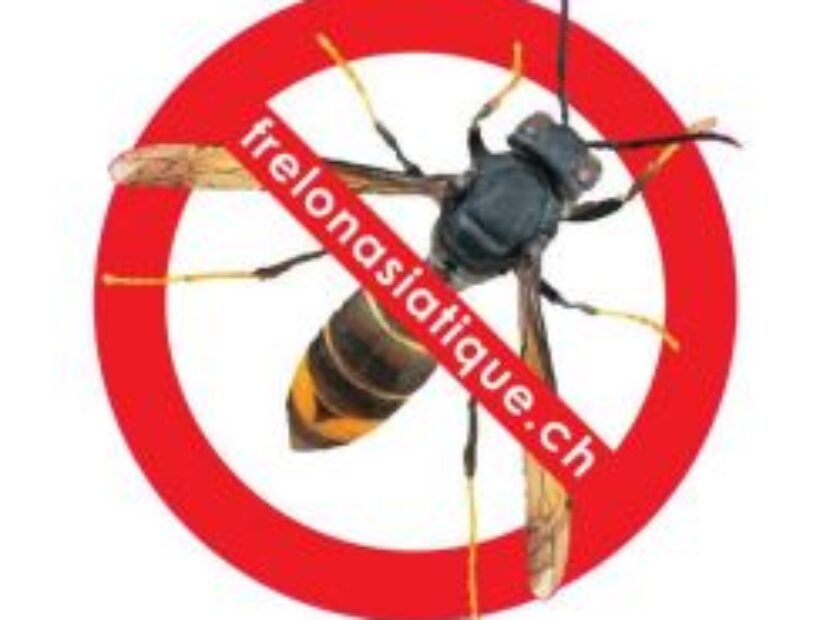 stop frelon