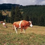 Recensement agricole