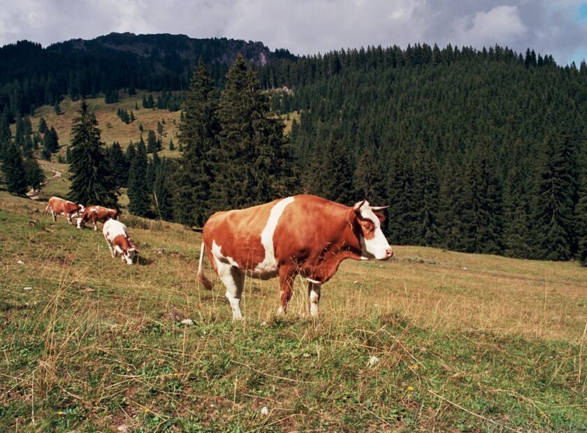 herd of cows on green field