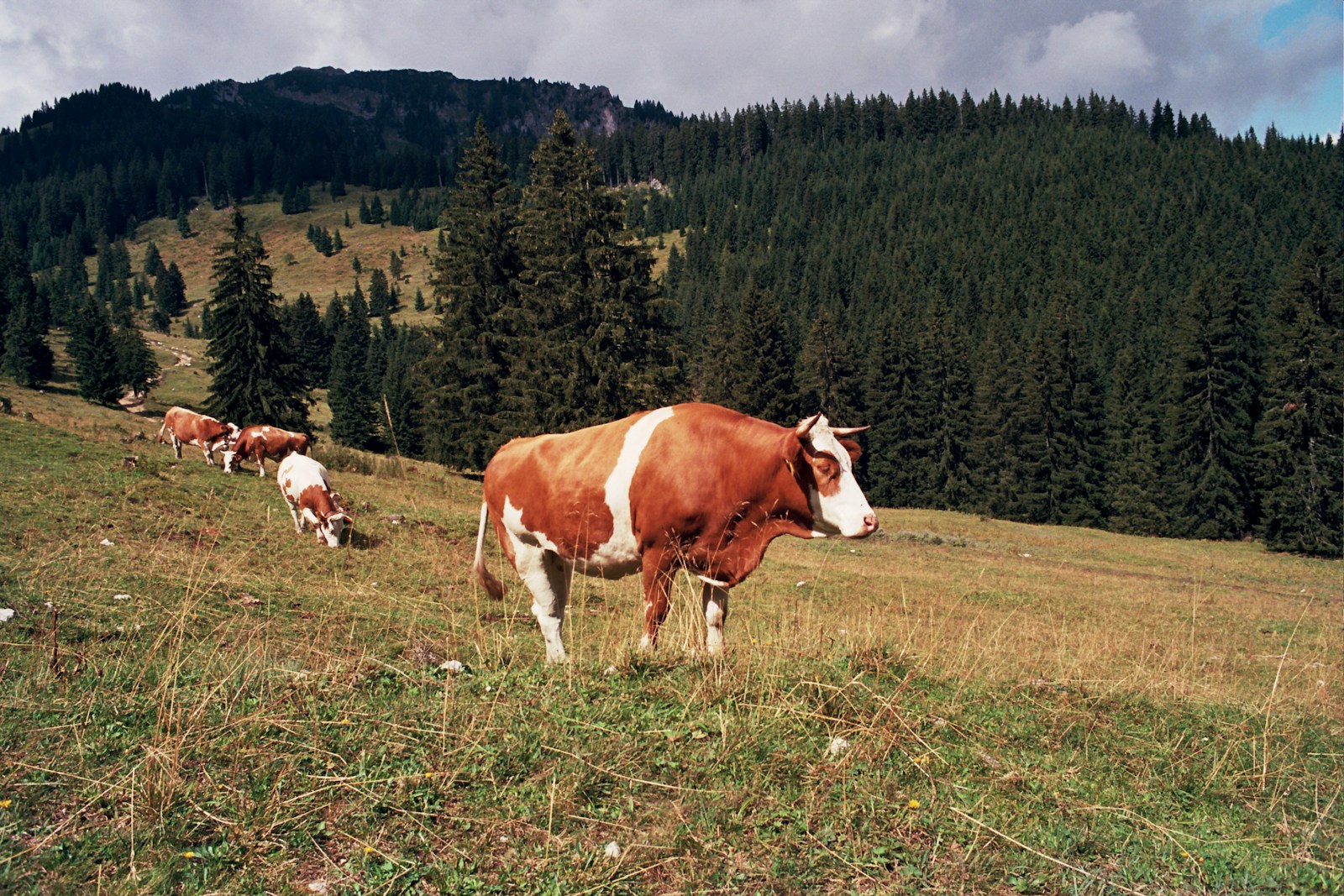 herd of cows on green field